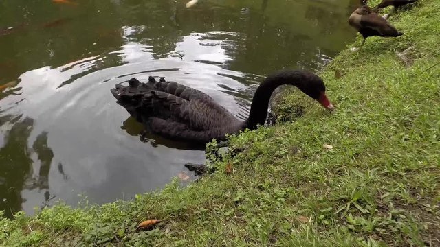 Scharzer Schwan