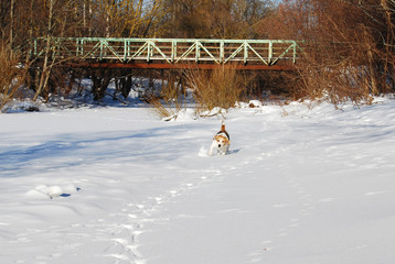 Beagle dog running through the snow in the winter