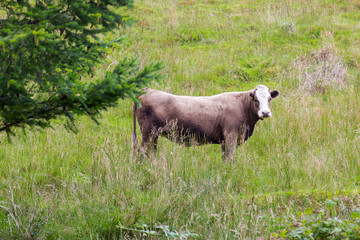 Big perky bull on Scottish pasture looking straight © Tommy Lee Walker