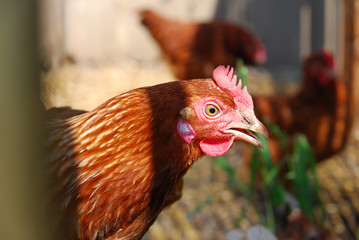 Closeup of a red rooster in a farm