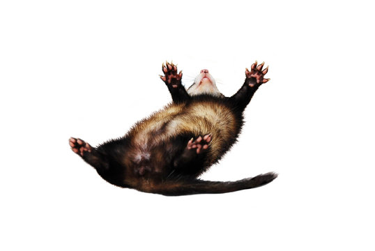 Sable ferret playing and rolling around (isolated)