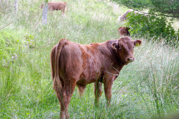 Young bull, calf  on Scottish pasture looking straight © Tommy Lee Walker