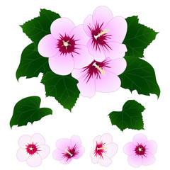 Hibiscus syriacus - Rose of Sharon. Vector Illustration. isolated on White Background - 170028372