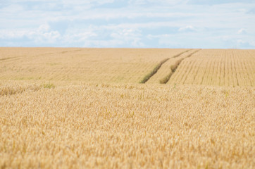Fototapeta premium Cereal field ready for harvesting