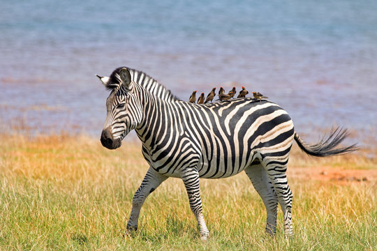 Burchell Zebra on the shoreline of Lake Kariba with many oxpeckers perched on it's back - Zimbabwe