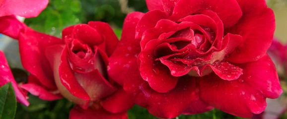 Red Roses background.