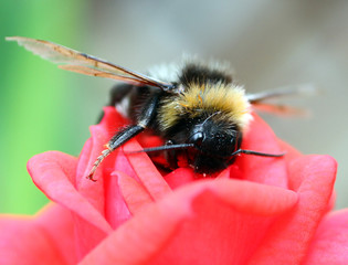 A very wet Bumblebee resting on a red rose, while trying to dry off