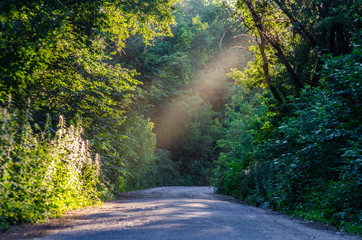 Obraz premium Forest Road