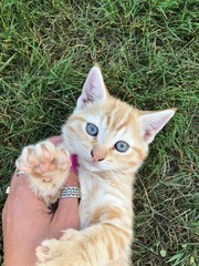 CHATON