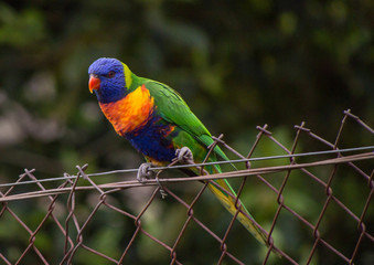 Rainbow Lorikeet on a fence