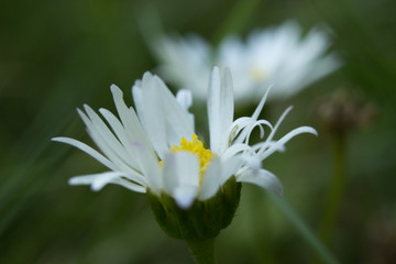 Closeup of beautiful white daisy flowers