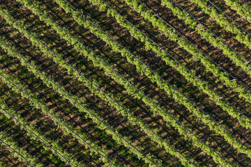 aerial view of the blueberry orchard