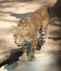 Adult Jaguar or Panthera Onca in Safari
