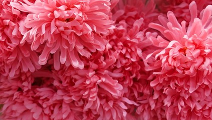 Background of Artificial Pink Chrysanthemum Flowers
