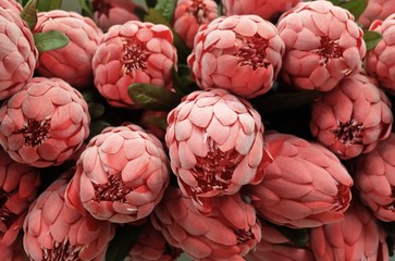 Background of Red Artificial Protea Aristata Flowers