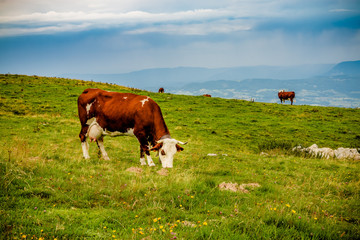 Fototapeta na wymiar Vaches dans le Parc naturel régional du massif des Bauges