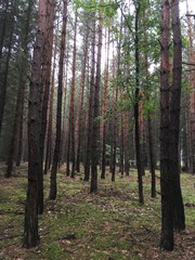 Fototapeta premium las