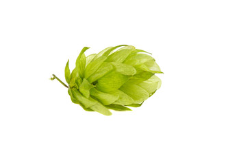 a bunch of hops on a white background