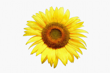 Sunflower image made watercolor by Photoshop.