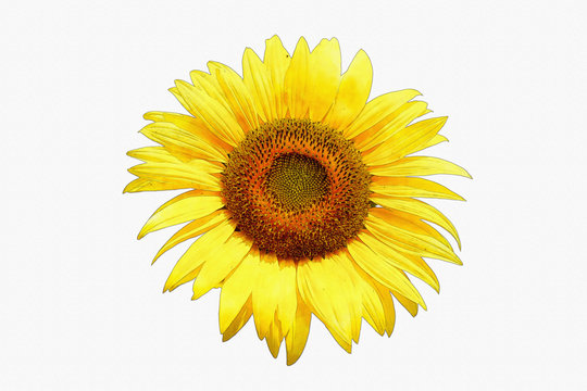 Sunflower image made watercolor by Photoshop.