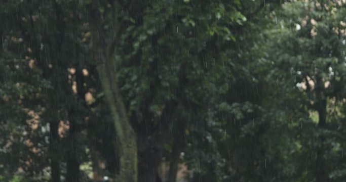 loopable shot of summer rain in town with blurred trees on background