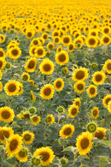 Fototapeta na wymiar field of blooming sunflowers on a background sunset, summer landscape