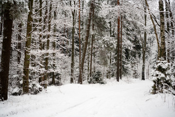 Fototapeta premium Pine trees covered with snow on frosty day. Beautiful winter panorama. Road through frozen forest with snow
