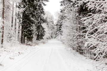 Obraz premium Pine trees covered with snow on frosty day. Beautiful winter panorama. Road through frozen forest with snow