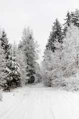 Pine trees covered with snow on frosty day. Beautiful winter panorama. Road through frozen forest with snow