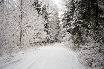 Pine trees covered with snow on frosty day. Beautiful winter panorama. Road through frozen forest with snow