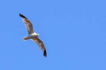 flying seagull (laridae)