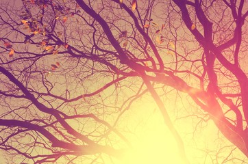 Nature autumn tree branch on sky abstract background.