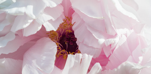 macro. pink peony. petals close-up