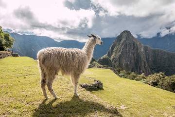 Naklejka premium Llama in Machu Picchu 