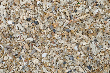 Dried coral and sea shells on sand beach texture background.