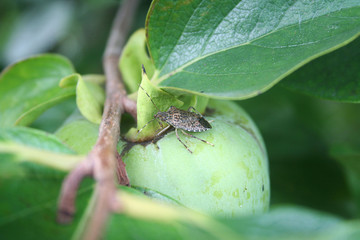 Cimice asiatica su frutto di Kaki. Halyomorpha halys