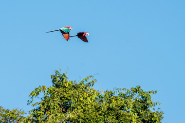 Fliegende Gr&uuml;nfl&uuml;gel-Aras (Ara chloropterus) im Tambopata Reservat im Peruanischen Amazonas