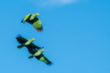 Fliegende Pagageien im Tambopata Reservat im Peruanischen Amazonas