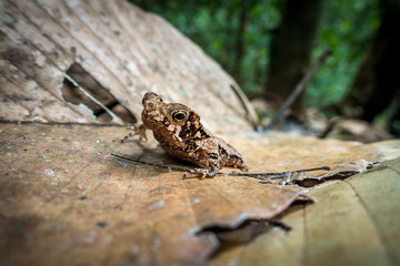 Frosch im Peruanischen Amazonas