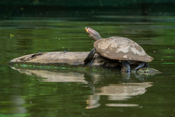 Obraz premium Wasserschildkröte am Lago Sandoval, Peruanischer Amazonas