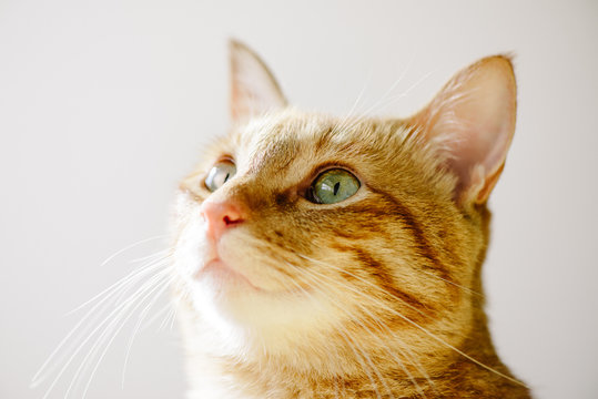 Portrait Of A Orange Tabby Cat