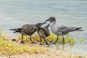 Seemöve mit Jungtieren am Strand Las Bachas Beach, Isla Santa Cruz, Galapagos