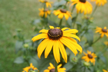 Rudbeckia dai fiori gialli in giardino