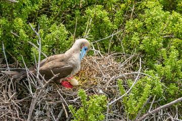 Rotfusstölpel mit Ei bei Punta Pitt an der Nordküste von Isla San Cristobal, Galapagos