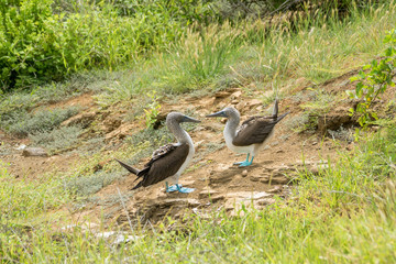 Balzendes Blaufusstölpel-Paar bei Punta Pitt an der Nordküste von Isla San Cristobal, Galapagos