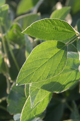 Pianta di soia illuminata dal sole nel campo. Glycine max.