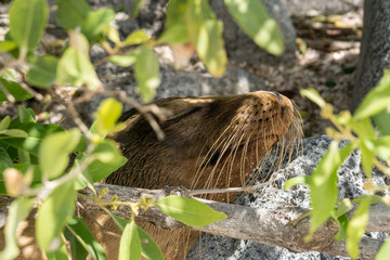 Relaxender Galapagos-Seelöwe am Bauch seiner Mutter, Isla Lobos, Galapagos