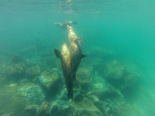 Fototapeta premium Schnorcheln mit jungen, neugierigen Galapagos-Seelöwen, Isla Lobos, Galapagos