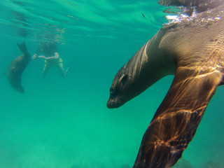 Schnorcheln mit jungen, neugierigen Galapagos-Seelöwen, Isla Lobos, Galapagos