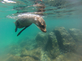 Obraz premium Schnorcheln mit jungen, neugierigen Galapagos-Seelöwen, Isla Lobos, Galapagos